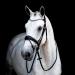 St bben Bridle 2810 Switch Magic Tack - Black Varnish Warmblood with Curved Noseband | International Shipping - Buy Online on GoSupps.com