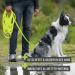Reavet 10m Neon Yellow Dog Drag Line - Robust Waterproof Leash with Padded Handle | Perfect for Training & Running Large & Small Dogs - Buy Online on GoSupps.com