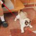 Pssopp Indoor Pet Interactive Toy Cat Toys LED Pointer Cat Flashlight Toy LED Projector Toy Cat Training Exercise Tool - Buy Online on GoSupps.com