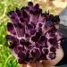 Room Decoration Natural Amethyst Violet Ghost Phantom Quartz Crystal Cluster Specimen Pray Home Decor degaussing (Size : 610-700g) - Buy Online on GoSupps.com