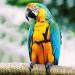 Adjustable Bird Dishes & Leash for Parrots - PAPPAGES THE FLUCHEN Perfect for Gray Cacadu - Shop Internationally! - Buy Online on GoSupps.com