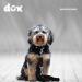 DDOXX Airmesh Dog Leash - 2m Adjustable Leash for All Dog Sizes - Black M - Durable & Comfortable - Buy Online on GoSupps.com