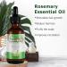 Rosemary Oil for Hair Growth Pure Organic Rosemary Oil for Scalp Care Strengthens Hair Stimulates Hair Growth for Men and Women - Buy Online on GoSupps.com