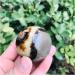 Ornament Natural Crystal Quartz Septarian Jasper Ball for Decoration 1pc for Fengshui Decoration Gift Decoration 50-60mm 1pc - Buy Online on GoSupps.com