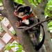 3 Pack Sugar Glider Harness and Lead Set Small Animal Training Walking Vest for Squirrel Hamster Rat (Brown) - Buy Online on GoSupps.com
