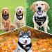 Whaline Graduation Dog Bandana 2 Pack - Reversible Triangle Bibs for Dogs & Cats | Adjustable & Washable Pet Kerchief Scarf for Everyday Wear & Parties - Buy Online on GoSupps.com
