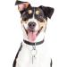 Jovitec 3 Sets Dog Tag Clip Durable Dog ID Tag with Rings for Dogs and Cats Collars Harnesses - Buy Online on GoSupps.com