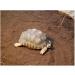 Floragard Turtle Substrate 50L - Natural Bedding for Land Turtles & Reptiles - Fertilizer-Free for Terrariums & Wintering - Buy Online on GoSupps.com