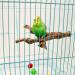 Natural Wild Grape Parrot Perch Stand for Parakeet, Budgies, Lovebirds - Style 1 - Buy Online on GoSupps.com