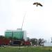 Extendable Bird Repeller Scarer Flying Hawk Kite Kit Repeller with 7m Telescopic Pole Widely Used in Backyard Lawn and Farm Garden Scarecrow Yard - Buy Online on GoSupps.com