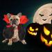 Halloween Pet Costume Dog Costume Cat Costume Dog Cape Costume Halloween Pet Cloak Interesting Dog Witch Costume for Small Medium Cats Dogs for Halloween Party - Buy Online on GoSupps.com