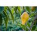 2lb Organic Lucuma Powder: Raw, Non-GMO, 100% Pure Superfood for Juice, Smoothies - Paleo, Keto, Vegan - Low Glycemic Index - Buy Online on GoSupps.com