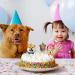 12PCS Puppy Cupcake Topper Dog Cupcake Topper Picks Pet Theme Puppy Themed Birthday Party Decorations Gog - Buy Online on GoSupps.com