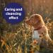 Canosept Wound Spray for Dogs 75ml - Dog Wound Spray for cleaning wounds - Dog first aid kit - Care of wound areas - Wound care - Reduces scab formation - Easy application (Pack of 2) - Buy Online on GoSupps.com