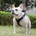 Doramio Step-In Dog Harness & Leash for Small Dogs - Reflective Breathable Anti-Pull Safety Vest | Cat Harness & Dishes (Black M) - Buy Online on GoSupps.com