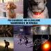 Inedit Flashing Light Dog - 4 Pack LED Luminous Pendants with FREE Storage Bag for Kids' School Bags - International Shipping Available - Buy Online on GoSupps.com