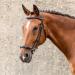 SUNRIDE Hanoverian bridle (Hanover) with reins made of first-class genuine leather for relaxed riding (Cob black) Cob black