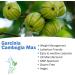 Garcinia Cambogia Fruit Clean Pure Detox Weight Management 120 Capsules 1500mg Daily Dose Bio Slim Dieting Tips - Buy Online on GoSupps.com