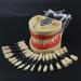 Samnuerly 28 Removable Teeth Dental Model - Ideal Teaching Tool for Dentists & Apprentices - Buy Online on GoSupps.com