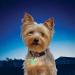Nite Ize PetLit LED Collar Light - Clear Jewel: Keep Your Pet Visible and Safe - Buy Online on GoSupps.com