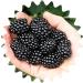Giant blackberries / approx. 50 seeds / high vitamin content / low in calories