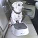Lumoleaf 1L Leak-Proof Dog Water Bowl - Anti-Spill Travel Dispenser for Dogs & Cats - Perfect for Pets on the Go - Buy Online on GoSupps.com