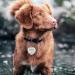 Personalized Engraved Stainless Steel Dog Tags for All Sizes - Custom Shapes & Designs for Dogs & Cats - Buy Online on GoSupps.com