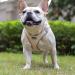 Doramio Dog Harness for Small Dogs | Reflective & Breathable Step-In Leash | Anti-Train Safety Dishes for Dogs & Cats - Beige XL - Buy Online on GoSupps.com