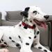Shop Unique Style Paws Dog Collars - Adjustable Bow Tie Collars for Small Medium Large Dogs | XS-XL L RD - International Shipping Available! - Buy Online on GoSupps.com