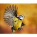 Bird Nesting Box Robin Nest Box byTom Chambers - Buy Online on GoSupps.com