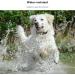 LILOVE Pet Tracker Dog GPS Tracker Real Time Tracking Locator Pet Collars with Mic Dogs Cats GPS Tracking Pet GPS Tracker Collar Anti-Lost Device (1) - Buy Online on GoSupps.com