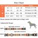 Heele Adjustable Bohemian Orange Dog Collar for Small & Medium Dogs - Comfort & Style (M: 34-53cm 2cm Width) - Buy Online on GoSupps.com