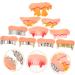 Hapinary 10pc Combie Teeth - Fun Masquerade & Halloween Costume Vampire Teeth Creepy & Funny Horror Props - Buy Online on GoSupps.com