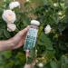Buy Alteya Organics White Rose Water - USDA Organic Facial Toner 8.5 Fl Oz - Pure Bulgarian Rosa Alba - Award-Winning Moisturizer in BPA-Free Bottle - Buy Online on GoSupps.com