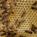 Gwenyn Gruffydd - British Blossom Honey 3kg Bulk Catering Tub - 100% Pure Natural Unpasteurized Raw Honey - Bulk Honey 3kg - Unheated - Gluten Free - Premium Honey from Non-Sugar Fed Bees UK - Buy Online on GoSupps.com