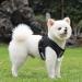 Adjustable Cat Leash Set - Reflective Vest & Leash for Cats & Kittens - Polyester Cat Harness (Black Medium) - Buy Online on GoSupps.com
