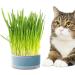 Lambo Grass Box for Cats | Hydroponic Cat Grass & Cat Mint Planters | Removable Earth-Free Plant Box for Pets | Supports Digestion - Buy Online on GoSupps.com