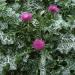 Outsidepride Milk Thistle: Mediterranean Ornamental Herb Plant - 200 Seeds - Buy Online on GoSupps.com