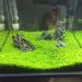 Buy C-LARSS Aquarium Plant Seeds | Green Leaves Carpet Grass for Fish Tanks - International Shipping Available - Buy Online on GoSupps.com