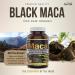 Herba Organic Black Maca Capsules - 500mg 180 Capsules | Peruvian Black Maca for Men and Women | Provides Antioxidants | Black Maca Root Capsules - Buy Online on GoSupps.com