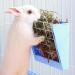 TEHAUX Rabbit Hay Pet Feeding Rack Large Capacity Hay Storage Holder Cage Tool for Rabbit Chinchilla Guinea Pig or Other Small Animals Rabbit Feeder - Buy Online on GoSupps.com
