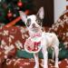 Shop Lionheart Glory Pink Adjustable Dog Collar - X-Large Christmas Design for Large Dogs | Perfect Gift for Girls! - Buy Online on GoSupps.com