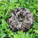 HELLOYOUNG 100g Th blanc parfum biologique chinois Old Tree yue guang bai au go t doux Aliment vert et sans additifs - Buy Online on GoSupps.com