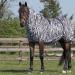 QHP Eczema Blanket with Neck & Removable Belly Flap - 105 cm Zebra | Comfort for All Horses - Buy Online on GoSupps.com