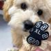 Wolancy 24 Pieces Dog Paw Protector - Anti-Slip Stickers for Traction on Hardwood Floors Self-Adhesive Foot Pads - 6 Sets M - Buy Online on GoSupps.com