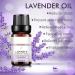 10ml Lavender Essential Oil for Aromatherapy - Unilateral Plant-Based Massage Care | Qhy556 - Buy Online on GoSupps.com