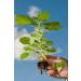 Nettle Root/Ortie Racine (Urtica Dioica) - Health Embassy - 100% Natural (50g) - Buy Online on GoSupps.com