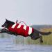 Wallpage Dog Life Saver Vest - Adjustable Wimming Suit for Small Medium & Large Dogs | Red Bathing Suit - Buy Online on GoSupps.com