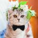 Shop Cute Breakaway Cat Collars with Bells - Personalized Neck Bands for Kittens & Puppies in Blue & Black - Ideal for Small Pets - Buy Online on GoSupps.com