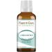 Coriander Essential Oil 1 oz / 30 ml 100% Pure Undiluted Therapeutic Grade.